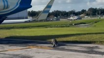 Alligator beim Watschen von einer Landebahn an einem Flughafen in Florida gesichtet