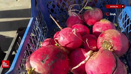 Antalyalı üretici Trump seçimi kazanınca ejder meyvesi ve turp dağıttı