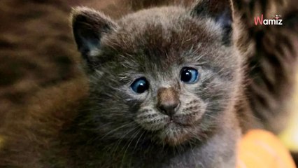 Woman rescues cat family; one kitten's unique features catches her attention