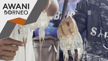 'Antivenom' obor-obor berasal dari Australia perlu dikaji kesesuaian