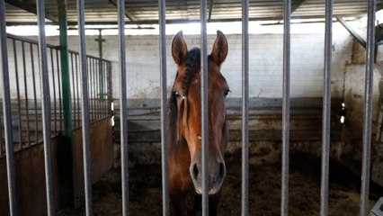 El "milagro" de los 100 caballos lusitanos salvados por el ganadero Sebastián