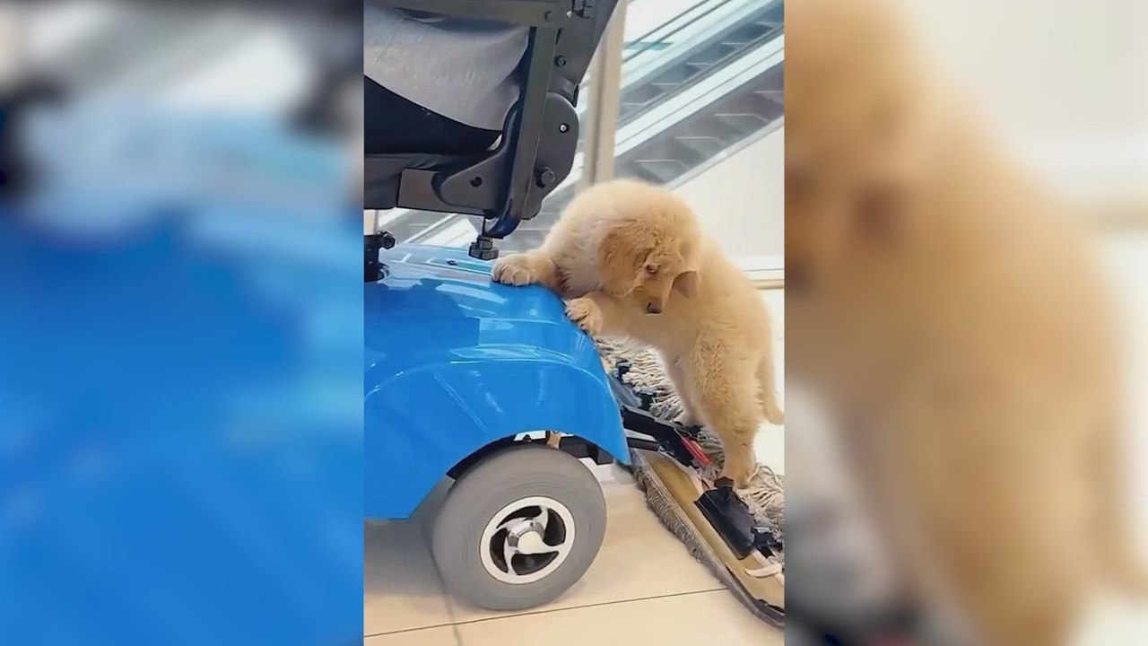 Este cachorro de Golden Retriever se pone patitas a la obra y ayuda a limpiar el centro comercial: le lloverán ofertas