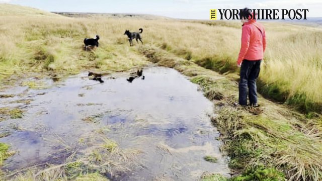'Leaky Dams' in the fight to prevent flooding in Yorkshire - Today's News headlines from The Yorkshire Post.