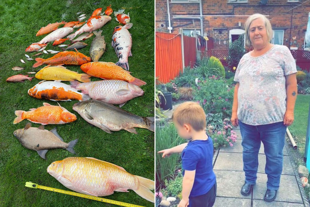 koi carp poisoned