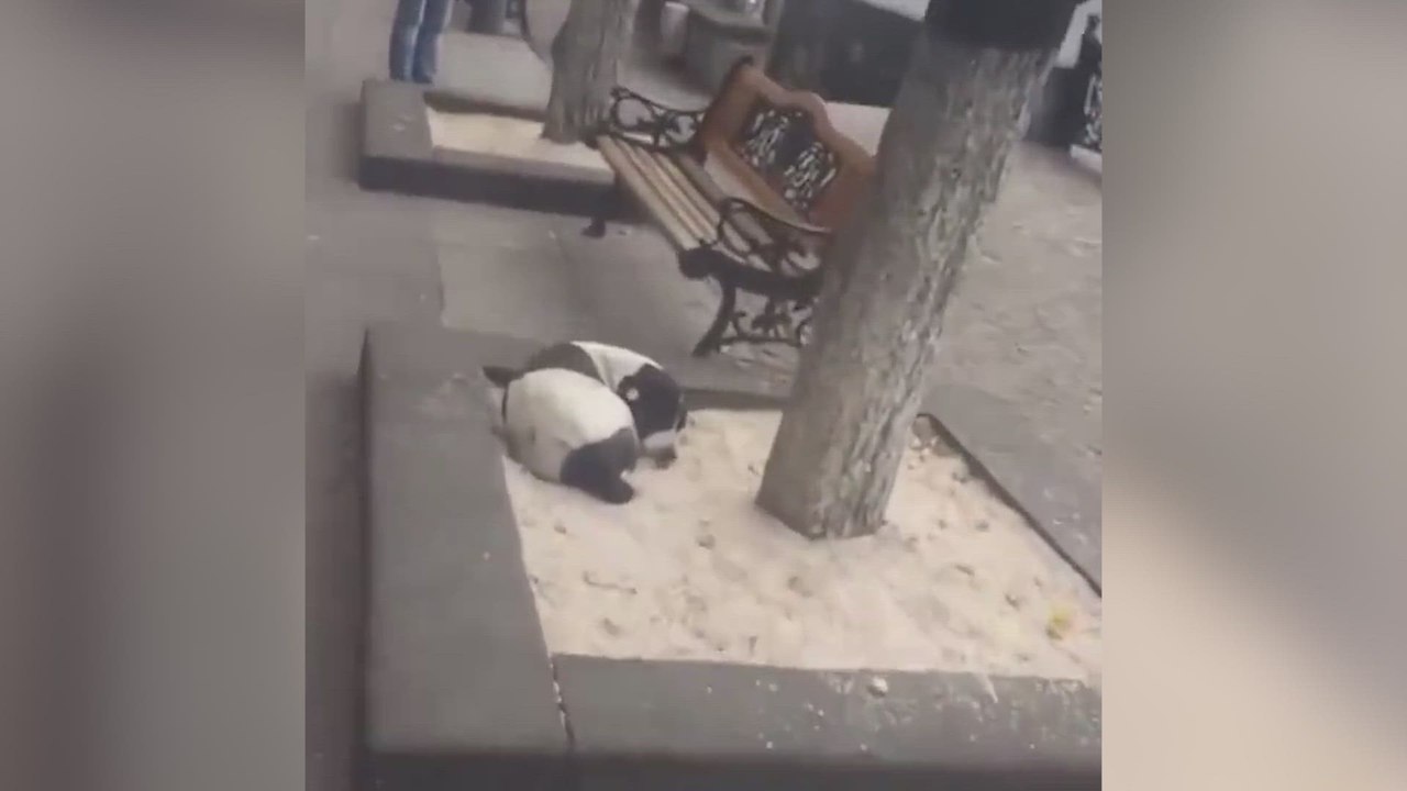 Man reunites with lost dog after three years: you have to see the dog’s heartwarming reaction