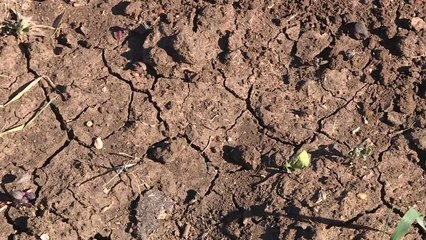 2024 será quase certamente o 1º ano com aumento de temperatura de +1,5 ºC