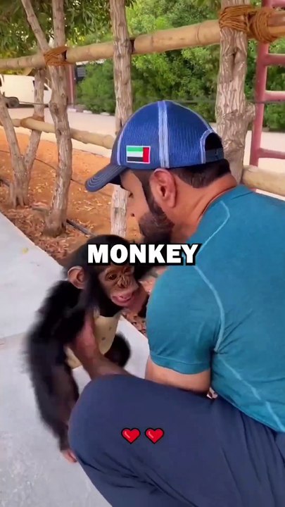 Monkey and Human Bond! #animalstories #pets #cuteanimals #cuteanimals #pets #monkey #animalrescue