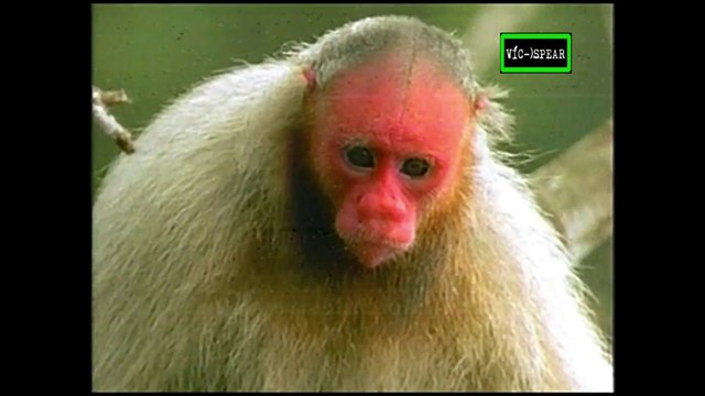 Sudamérica Salvaje: El poderoso amazonas - Documental (2000) - Español Latino - Episodio 2 *Narrado por Rubén Moya.*