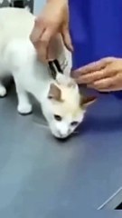 Shut downing the cat.Clipnosis vs cats._shorts_trending(360P)