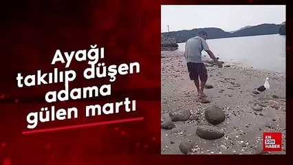 Ayağı takılıp düşen adama gülen martı
