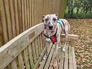 Bristol dogs: Meet Lottie the smart and shy Lurcher looking for her forever home in Bristol
