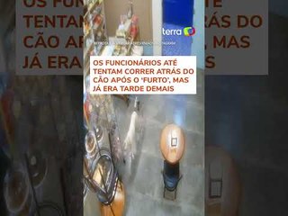 Cachorro é flagrado ‘furtando’ pacote de biscoitos em padaria no interior de São Paulo #shorts