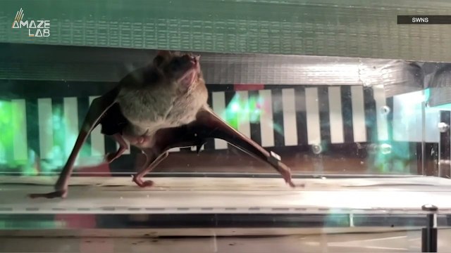 Scientists Have Put Vampire Bats on Treadmills to Answer a Longstanding Question About Blood Sucking