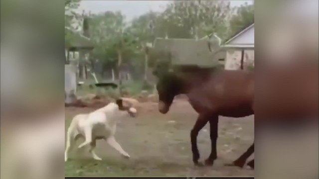 La amistad entre este caballo y este perro será lo más tierno que verás hoy
