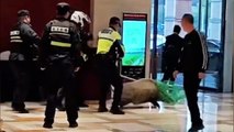Wild boar causes chaos inside hotel lobby