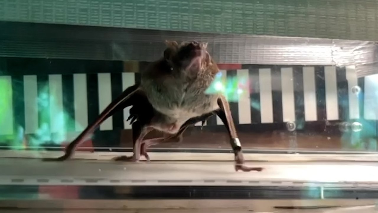 Vampire bats have been running on treadmills for science