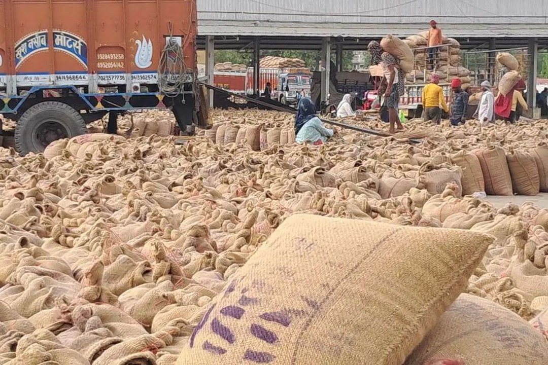 कोटा मंडी भाव : लहसुन में तेजी, सोयाबीन व धान मंदा