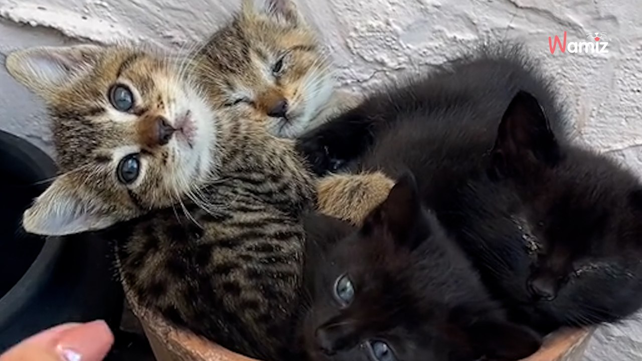 Ce pot de fleurs abrite un bouquet étrange : elle lance un appel à l'aide devant 5,2M de personnes scotchées (vidéo)