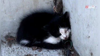 Un hombre encuentra un gatito lleno de hormigas: cuando lo comprende, ¡coge el teléfono inmediatamente!