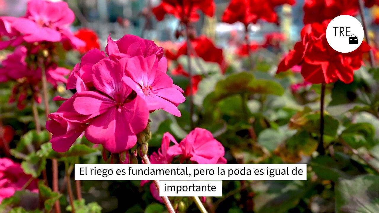 Este es el mejor momento para podar el geranio. Así tienes que hacerlo para conseguir unas flores espectaculares el año que viene