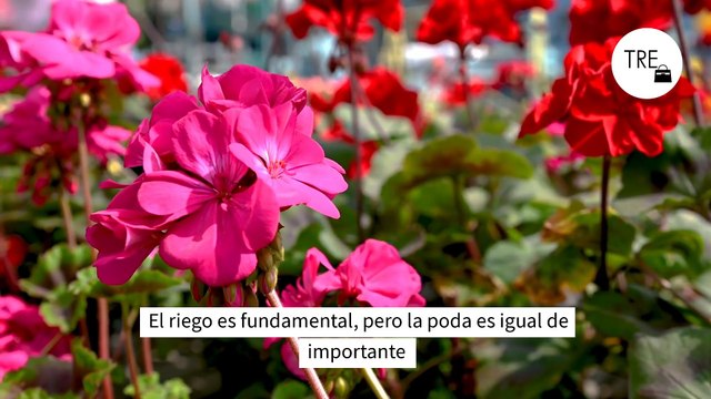 Este es el mejor momento para podar el geranio. Así tienes que hacerlo para conseguir unas flores espectaculares el año que viene