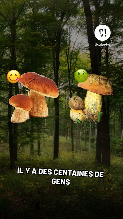 Que faire en cas d'intoxication aux champignons ?