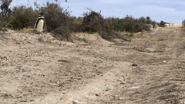 Más de 175 nidos de pingüinos de Magallanes destruídos: el MPF de Chubut valora el fallo contra Ricardo La Regina