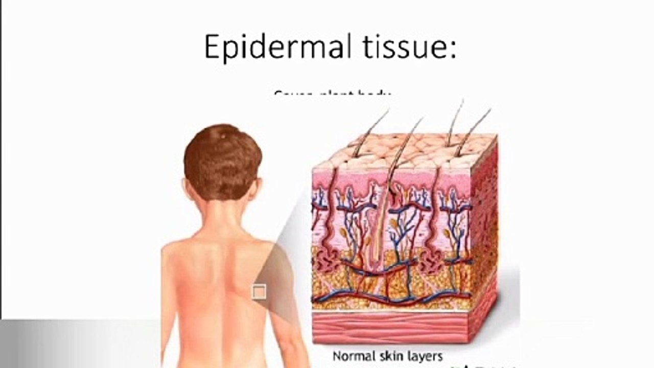Epidermal tissue in plants in Urdu/ in Hindi  | plants tissue | Lec#33 | cells and tissues | chp#4