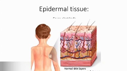 Epidermal tissue in plants in Urdu/ in Hindi  | plants tissue | Lec#33 | cells and tissues | chp#4