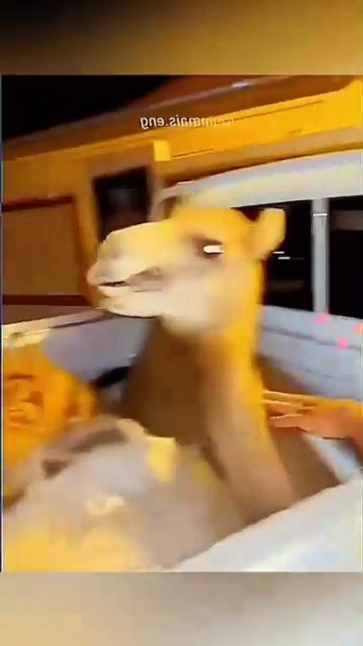 Funny animal videos 😹🤣 #funnyanimals #pet #cat #dog #cute #animals