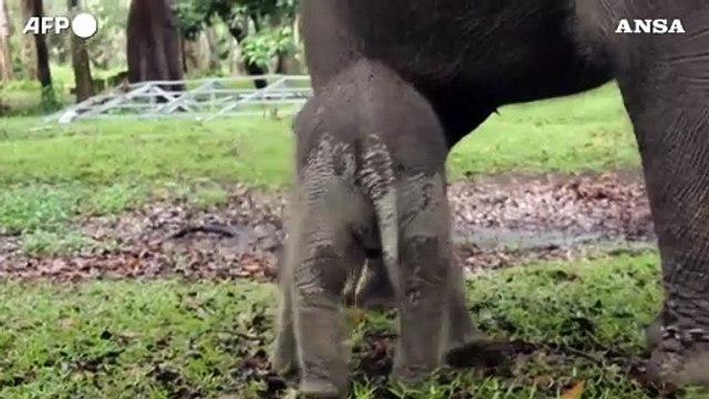 Indonesia, nato cucciolo di elefante di Sumatra