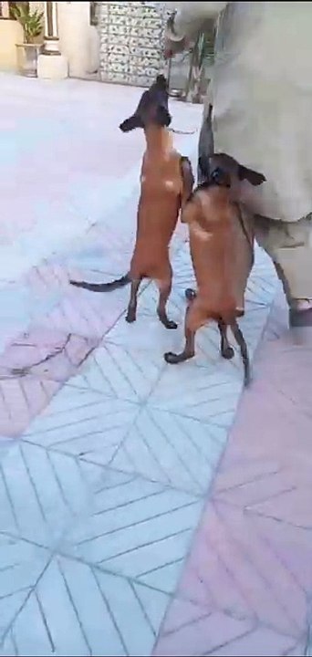 Belgian malinois Puppies #animal