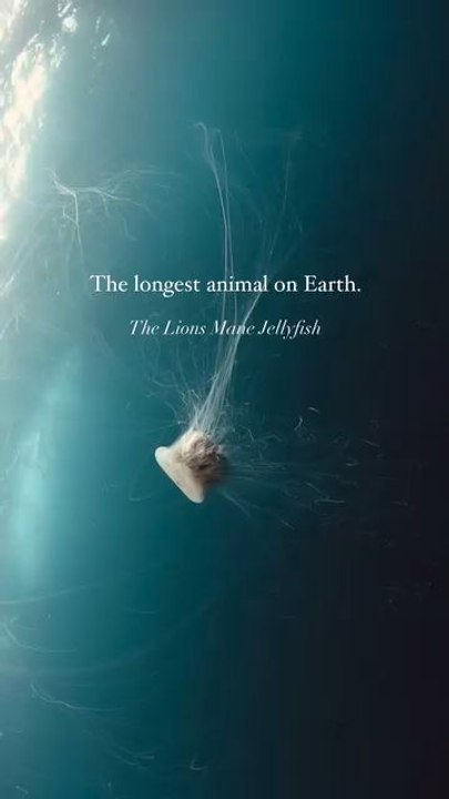 "The Tentacles Of a Lions Mane Jellyfish Can Grow Over 30m in Length Follow For More Videos Have Virelreels"...!!