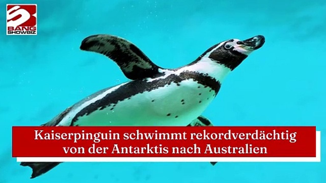 Kaiserpinguin schwimmt rekordverdächtig von der Antarktis nach Australien