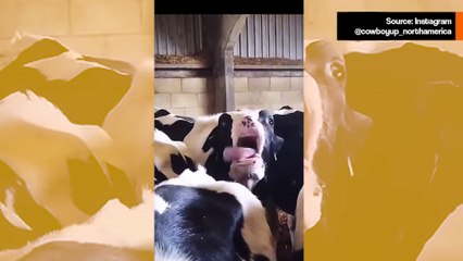 Hulvaton video: Lehmä tekee kaikkensa saadakseen paikan basistina Kiss-yhtyeessä