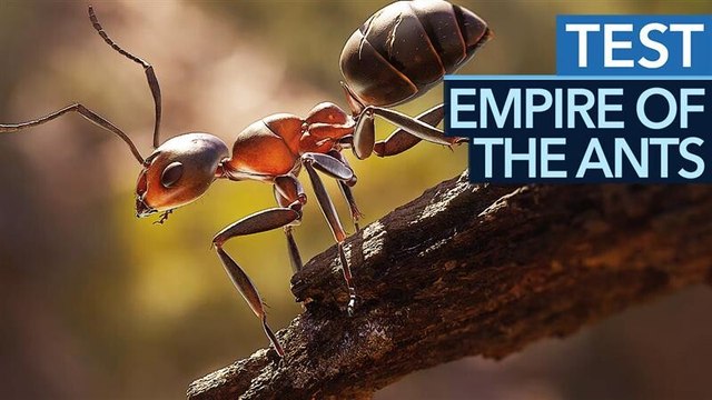 Echtzeit-Strategie mit fotorealistischer Grafik - Empire of the Ants im Testvideo