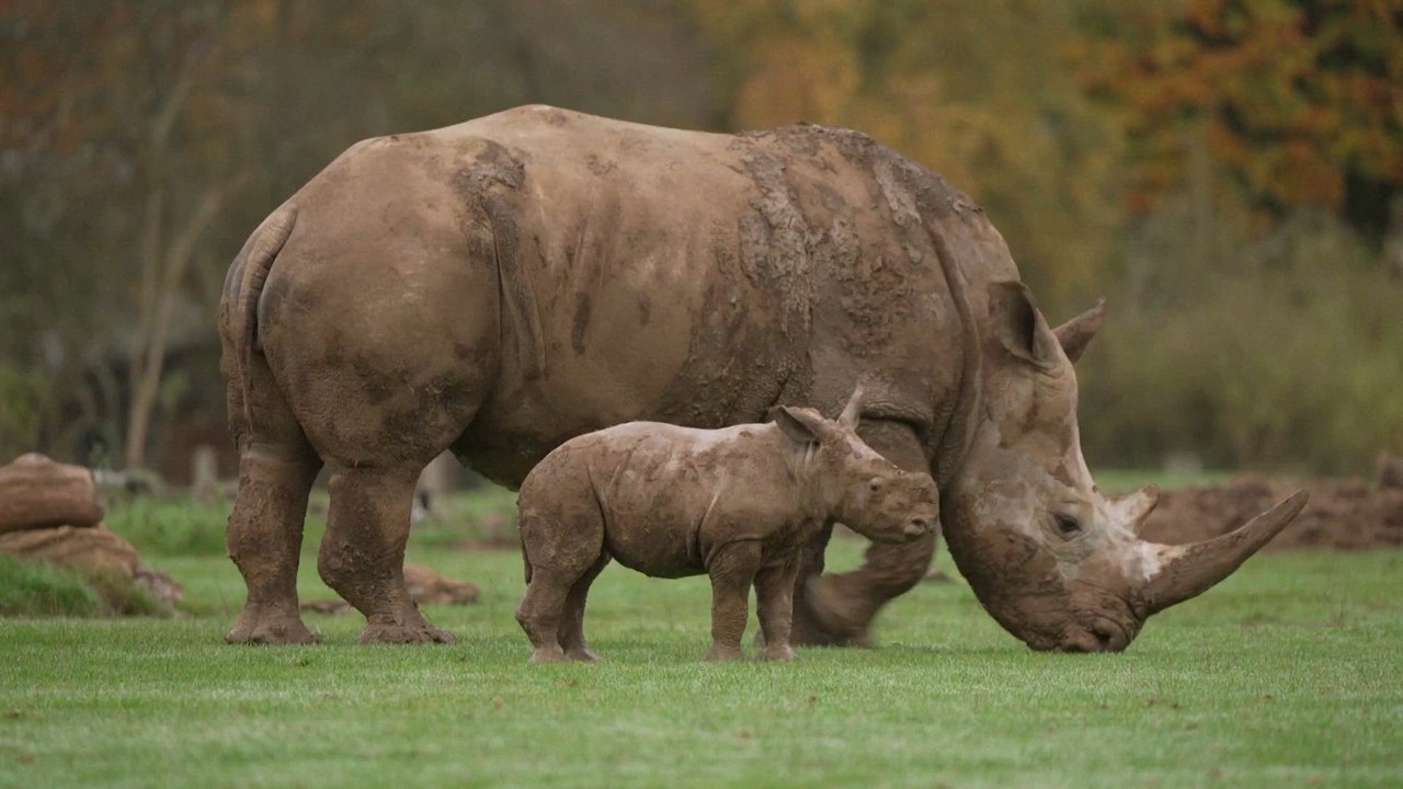 Britain zoo's new rhino calf enjoys first muddy adventure outdoors