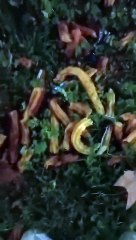 Encuentran cuchillas de afeitar con churros en un parque de Viladecans