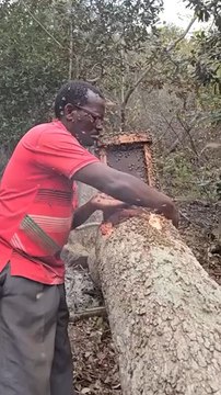 #Profession : #Apiculteur Quel est le travail de l'apiculteur ? Il contrôle la production du #miel, en s'assurant de la bonne santé de la #reine et l'activité des #abeilles #ouvrières, notamment en période de #floraison des #plantes.