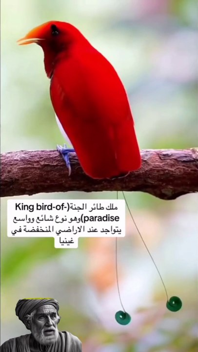 طيور الجنه