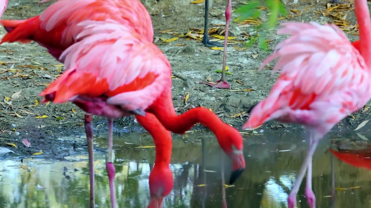 Beautiful Flamingo 🦩🦩| Nature is Amazing| please like and share