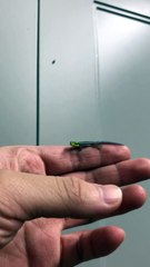 Hunting Fruit Flies with all Natural Methods