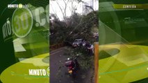 ¡Pasó de todo! Mientras grababan un árbol caído en Palmas, dos motociclistas casi se van a los puños