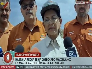 Aragua | Sector productivo avanza en la cosecha de maíz para beneficio económico del país