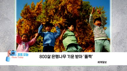 800살 은행나무의 기운을 받아 활짝!🌳 | YTN