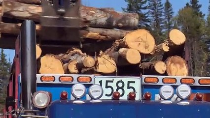 Producteurs forestiers: Des compensations et des actions réclamées