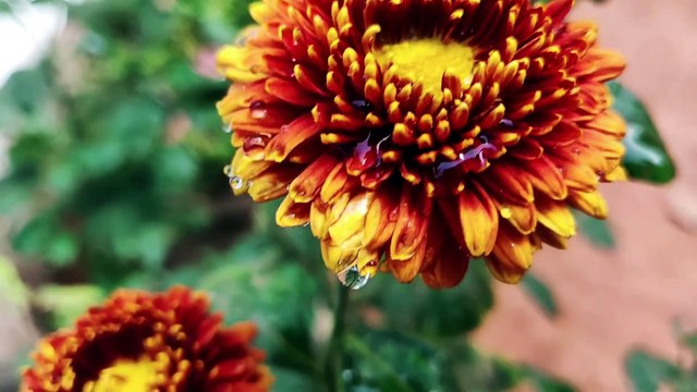 La Complainte Des Oubliés, paroles de Ludovic Freppaz