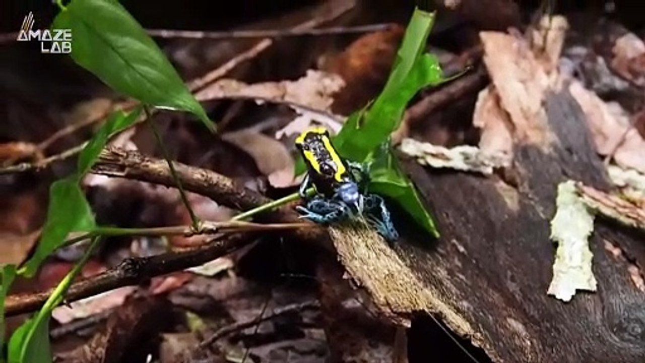 Why Are Scientists Putting These Tiny Pants on These Poisonous Tree Frogs?