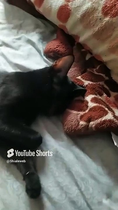 la gata bombay acostada descansando en la cama ya tiene gatitos bien bonitos #shorts #animales #pet
