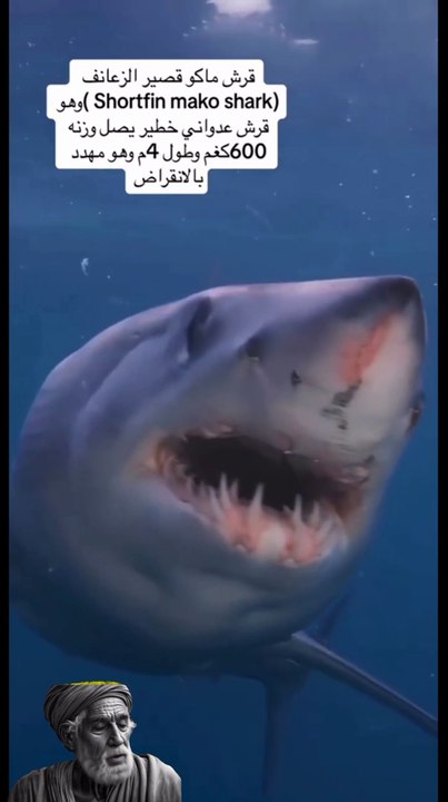 اهم المعلومات عن قرش ماكو قصير الزعنف